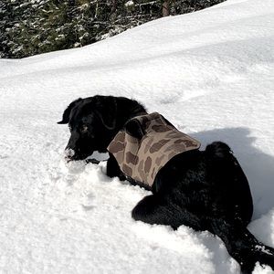 Carhartt Neoprene Dog Vest